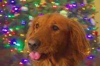 Doggie Dreams
